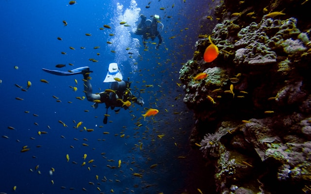 Best Diving and Snorkeling Spots: Marine Life Encounters