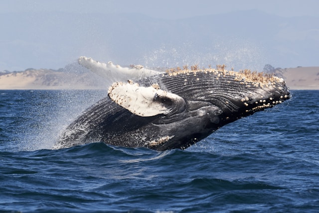 A Whale Encounter: A Journey into the Deep