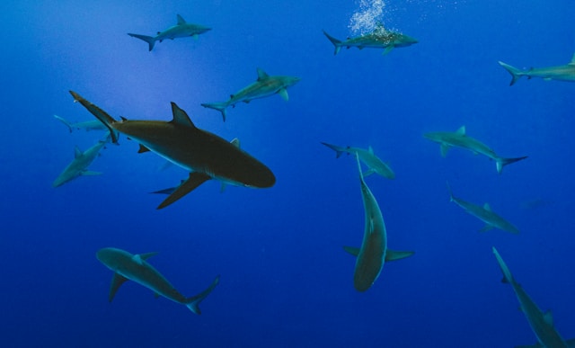 Diving with Sharks: The Best Places for an Encounter