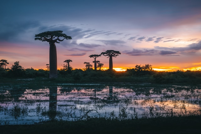 Exploring the Wildlife of Madagascar: A Land Like No Other